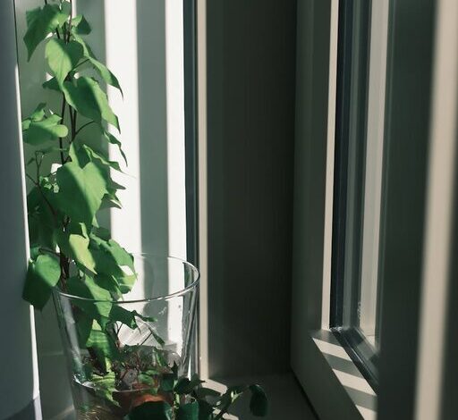 Creating a Calm Home: Tips with Plants and Natural Light