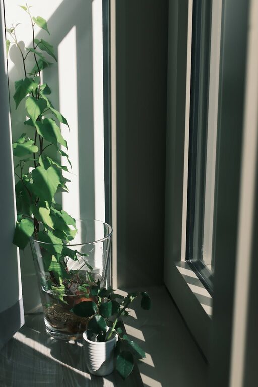 Creating a Calm Home: Tips with Plants and Natural Light